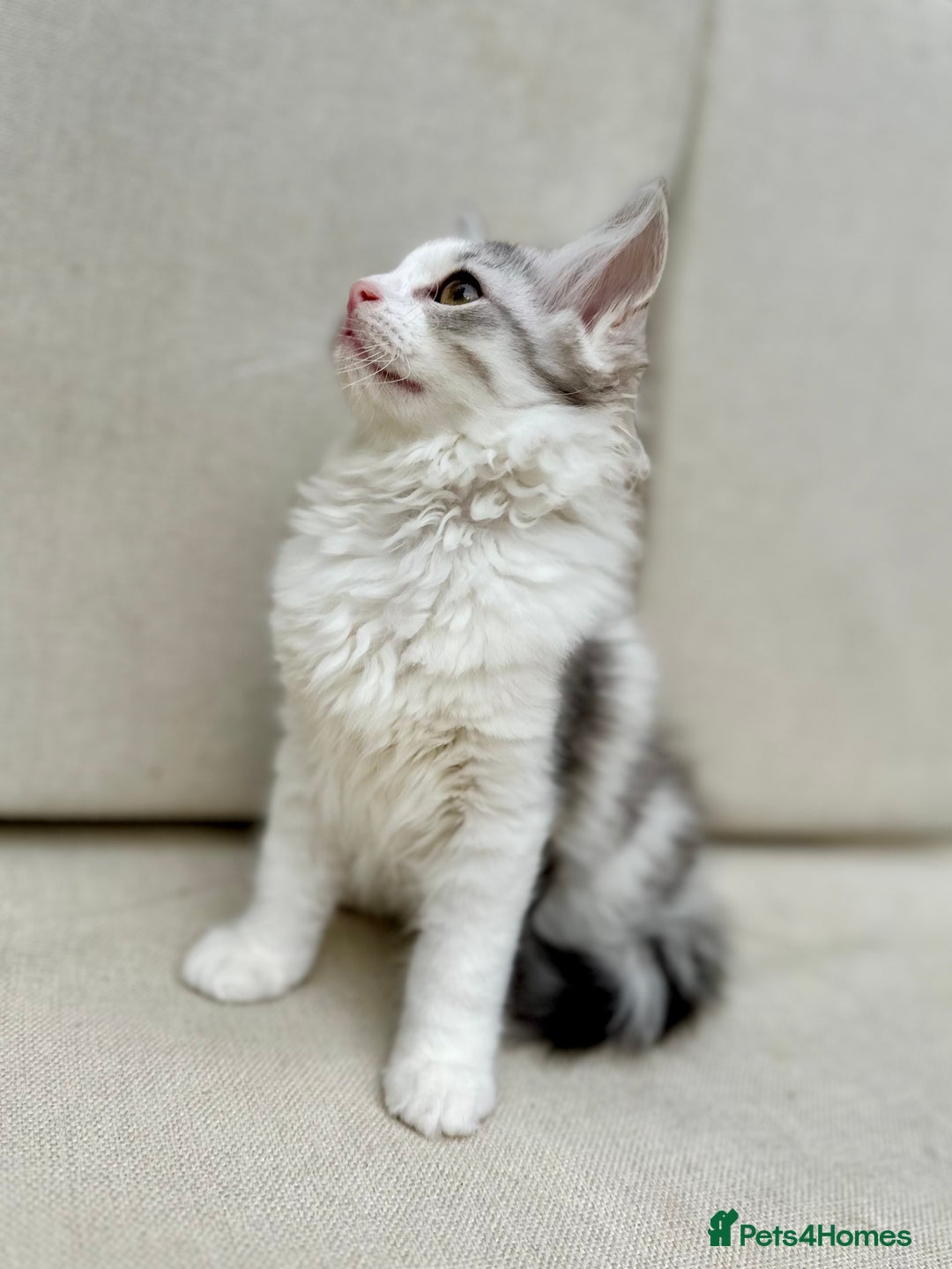 Siberian cats for sale: TICA Siberian Kittens Hypoallergenic Family Raised - Image 5