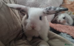 Mini Lop rabbits for sale: Trained French x Mini Lop Bunnies. Please Read! - Image 8