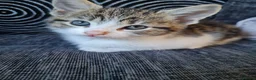 Mixed Breed cats for sale: Female X Ragdoll kittens  in Tranent - Advert 1