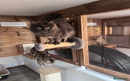 Bengal cats for sale: CH Beautiful Retired Bengal Queen(TICA registered) - Image 6