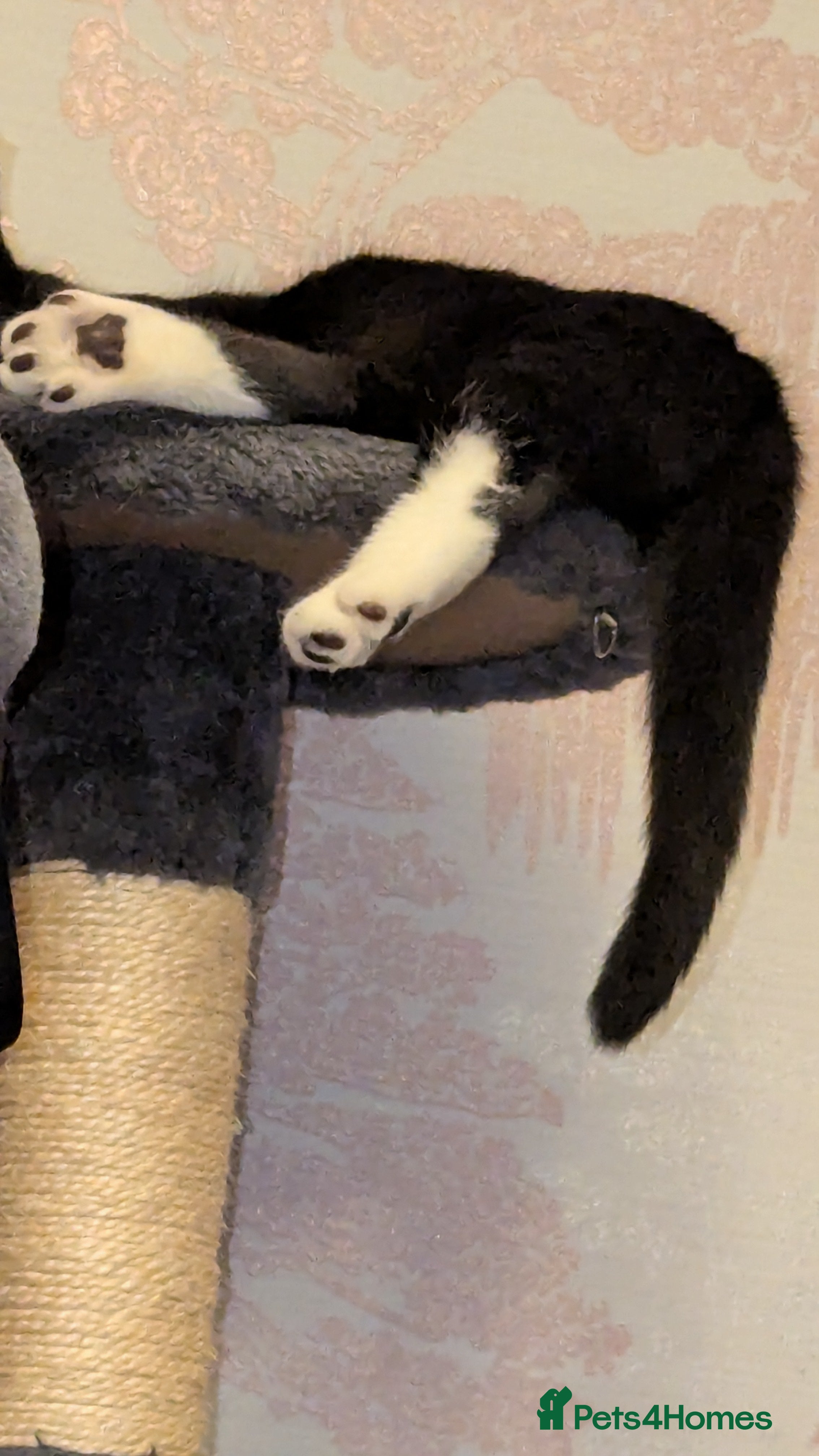 British Longhair cats Kittens are ready to go  - Advert 6