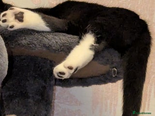 British Longhair cats Kittens are ready to go - Advert 8