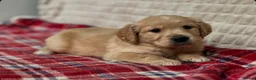 Golden Retriever dogs for sale: GORGEOUS GOLDEN RETRIEVER PUPPIES  in Carmarthen - Advert 8