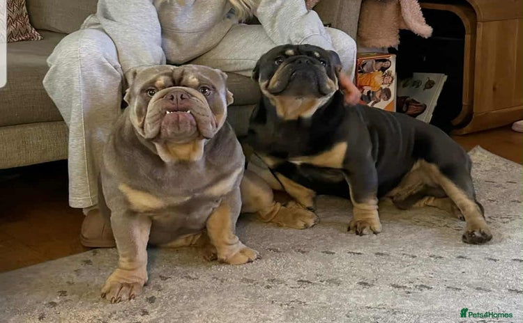 English Bulldog dogs - Advert 4