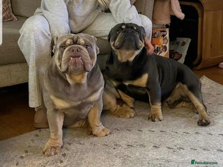 English Bulldog dogs for sale - Advert 1