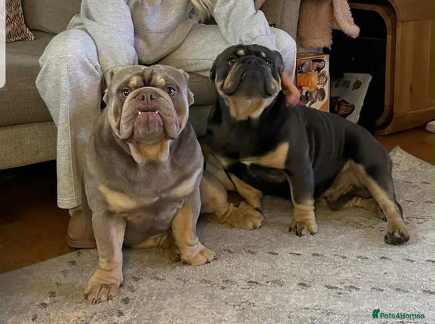 English Bulldog dogs - Advert 1