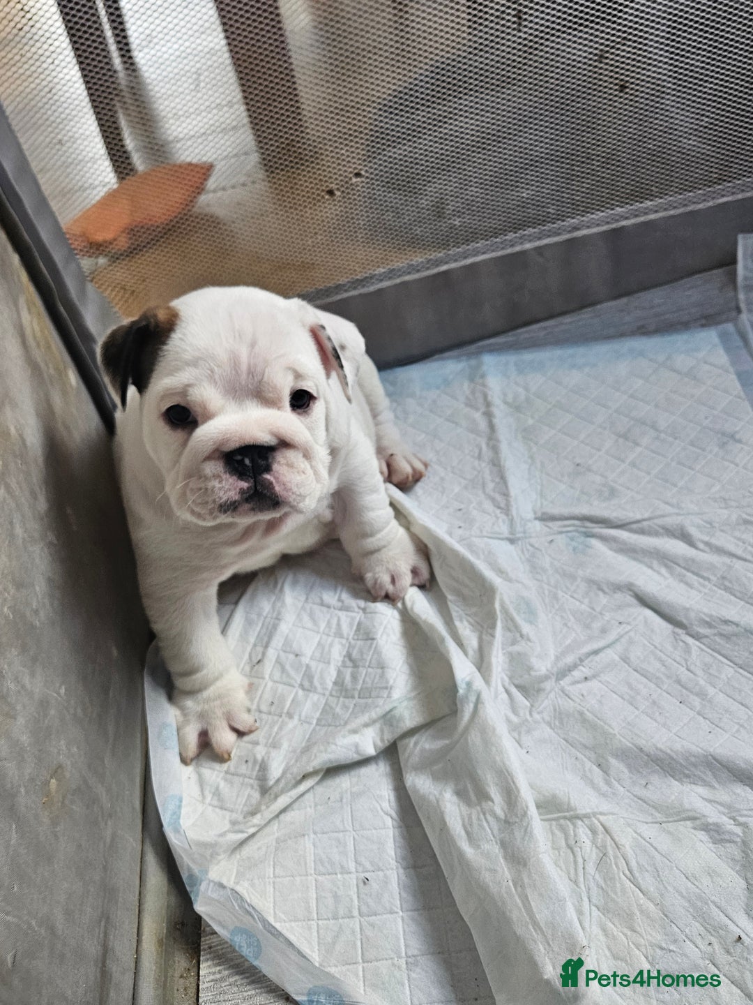 English Bulldog dogs for sale: English bulldogs - Advert 6