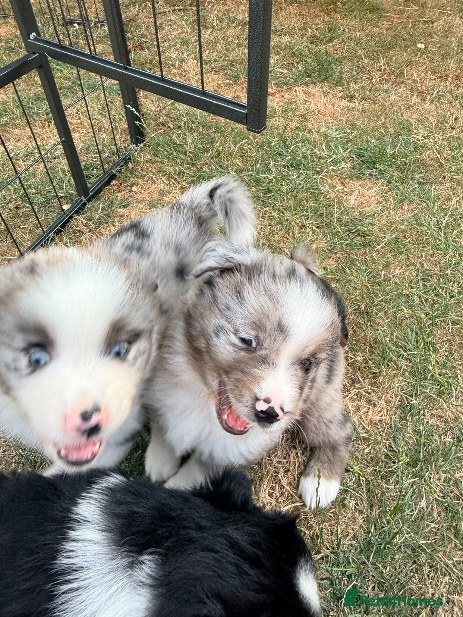 Miniature American Shepherd dogs Miniature American Shepherd Puppies - Advert 2