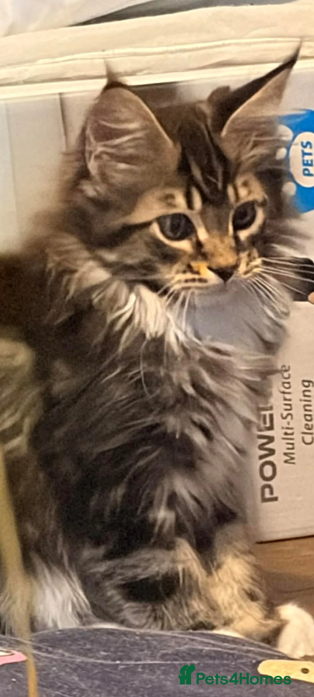 Maine Coon cats for sale: Maincoon kittens  - Advert 2
