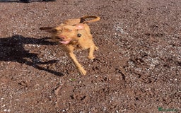 Hungarian Vizsla dogs for sale: 1 Year old Hungarian Viszla - Harlow - Image 2