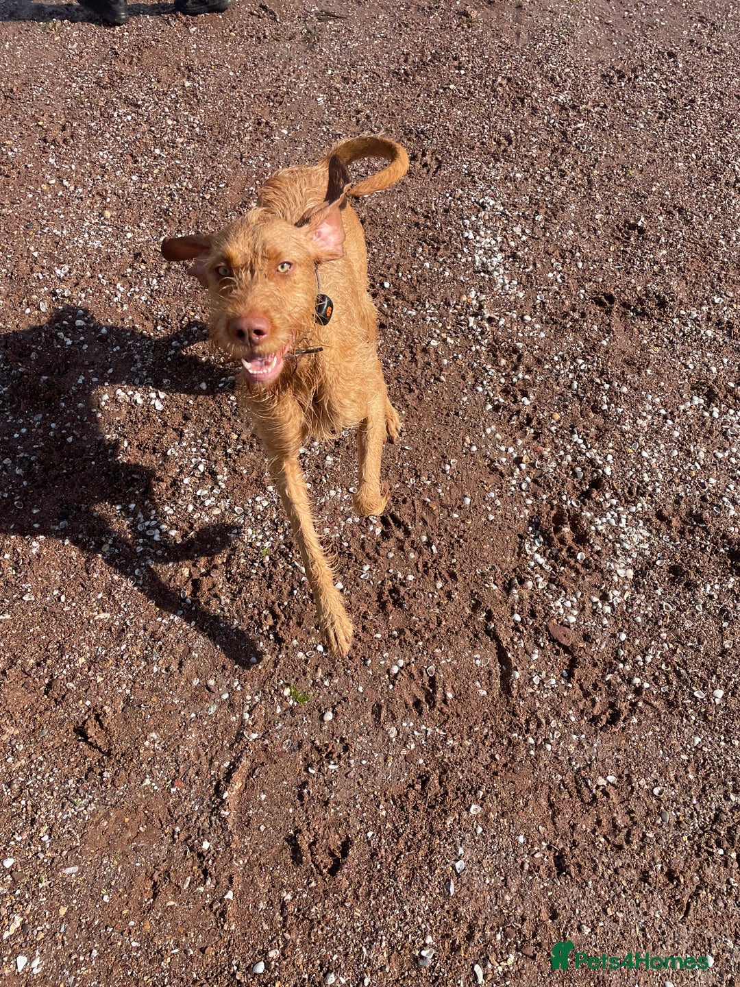 Hungarian Vizsla dogs for sale: 1 Year old Hungarian Viszla - Harlow - Image 2