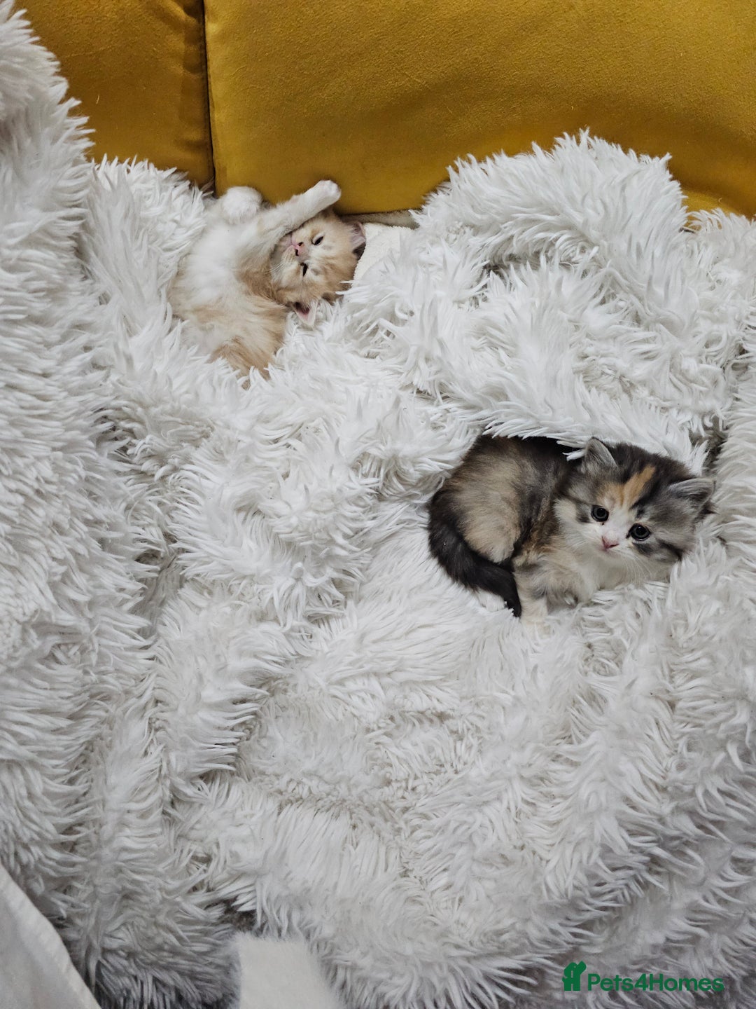 Persian cats for sale: Adorable Persian kittens - Advert 7