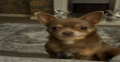 Mixed Breed dogs Beautiful Jack X Chihuha Boy Remaining  - Advert 8