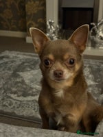 Mixed Breed dogs Beautiful Jack X Chihuha Boy Remaining - Advert 8