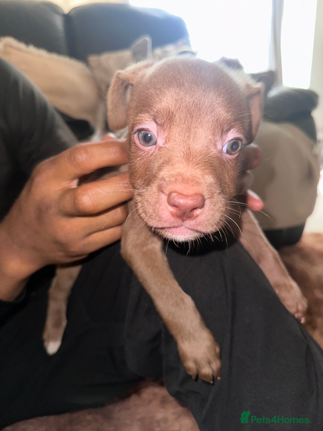 Mixed Breed dogs for sale: Mixed breed for cheap  - Image 22