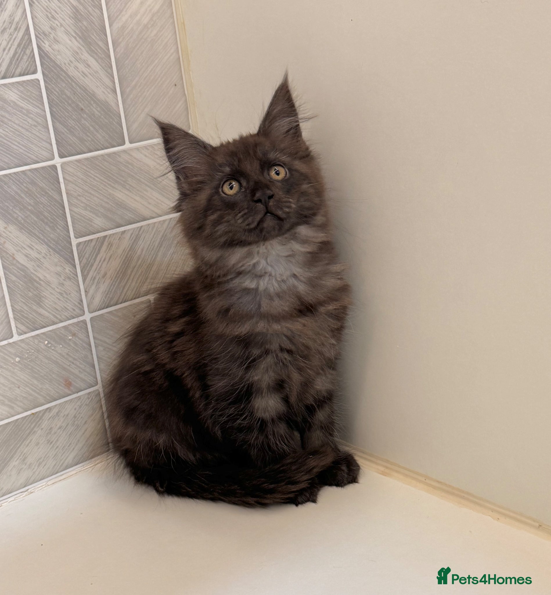 Maine Coon cats Black Smoke Maine Coon Kitten Available - Advert 6