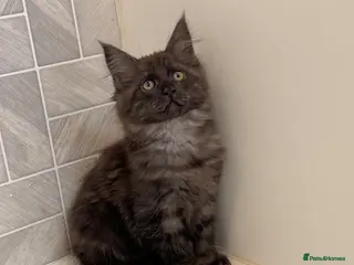 Maine Coon cats Black Smoke Maine Coon Kitten Available - Advert 6
