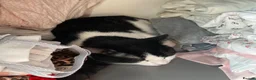 Domestic Shorthair cats for sale: Cat with behavioural issues  - Advert 15
