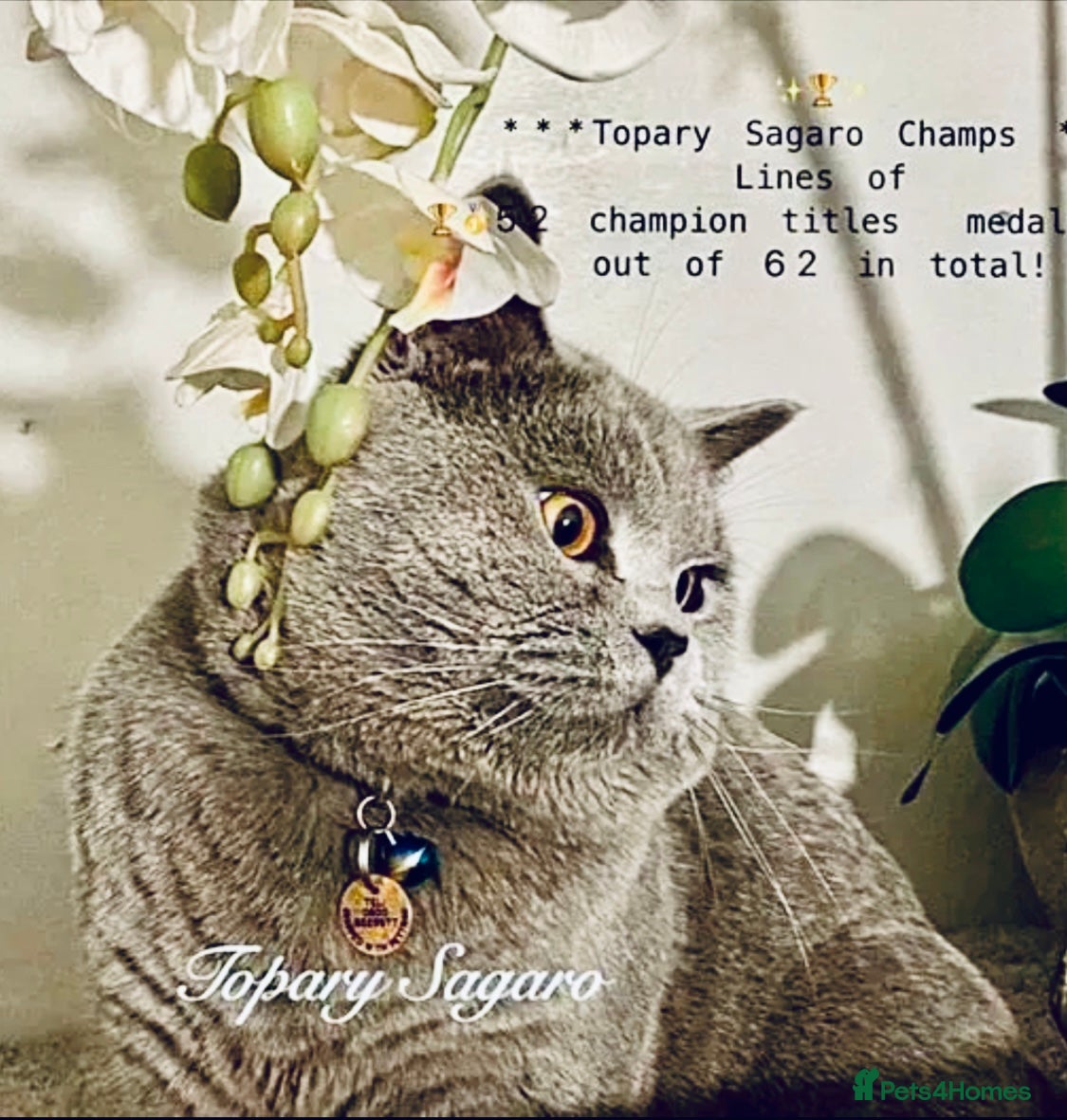 British Shorthair cats Proven Stud/Blood B/Choc carrier TICA/GCCF REG in Dartford - Advert 2