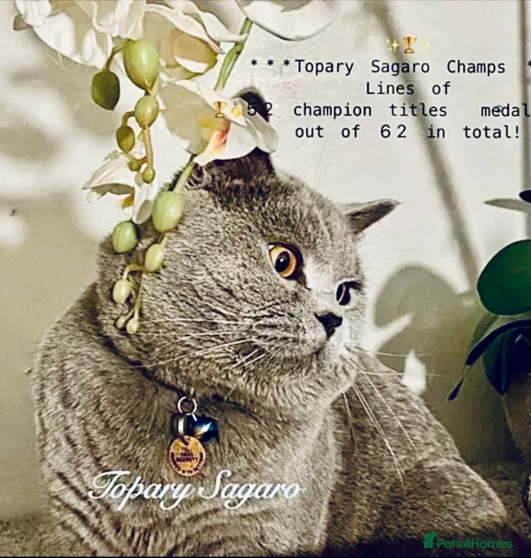 British Shorthair cats for stud: Proven Stud/Blood B/Choc carrier TICA/GCCF REG in Dartford - Advert 1