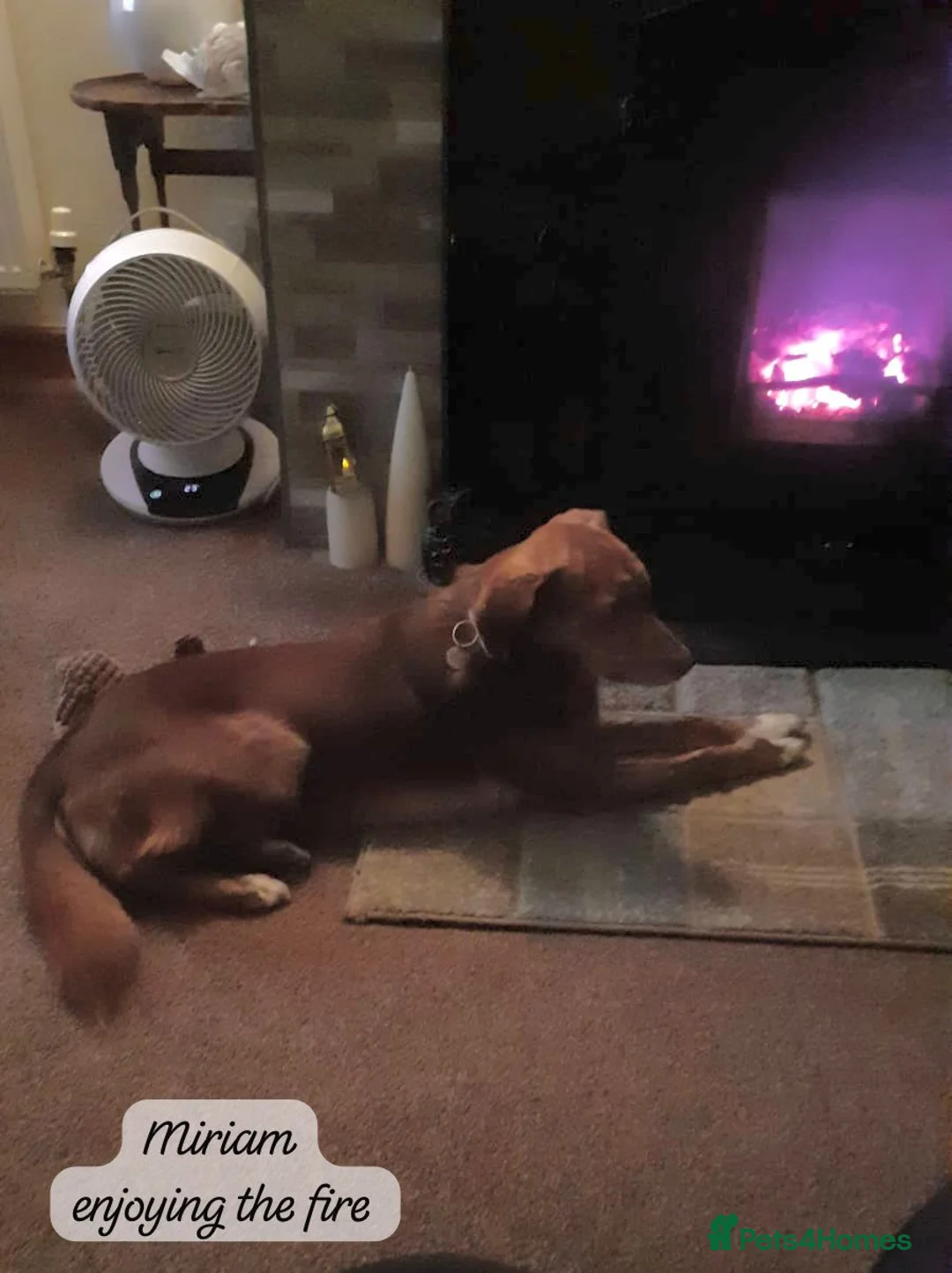 Mixed Breed dogs for adoption: Miriam, 14 months approx. Available for adoption.. - Advert 22