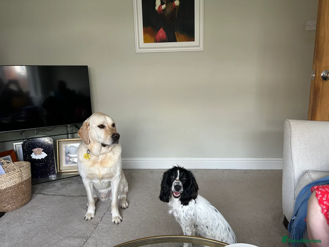 Cocker Spaniel dogs for sale: Working cocker spaniel puppies (White & Black) in Cardiff - Advert 4