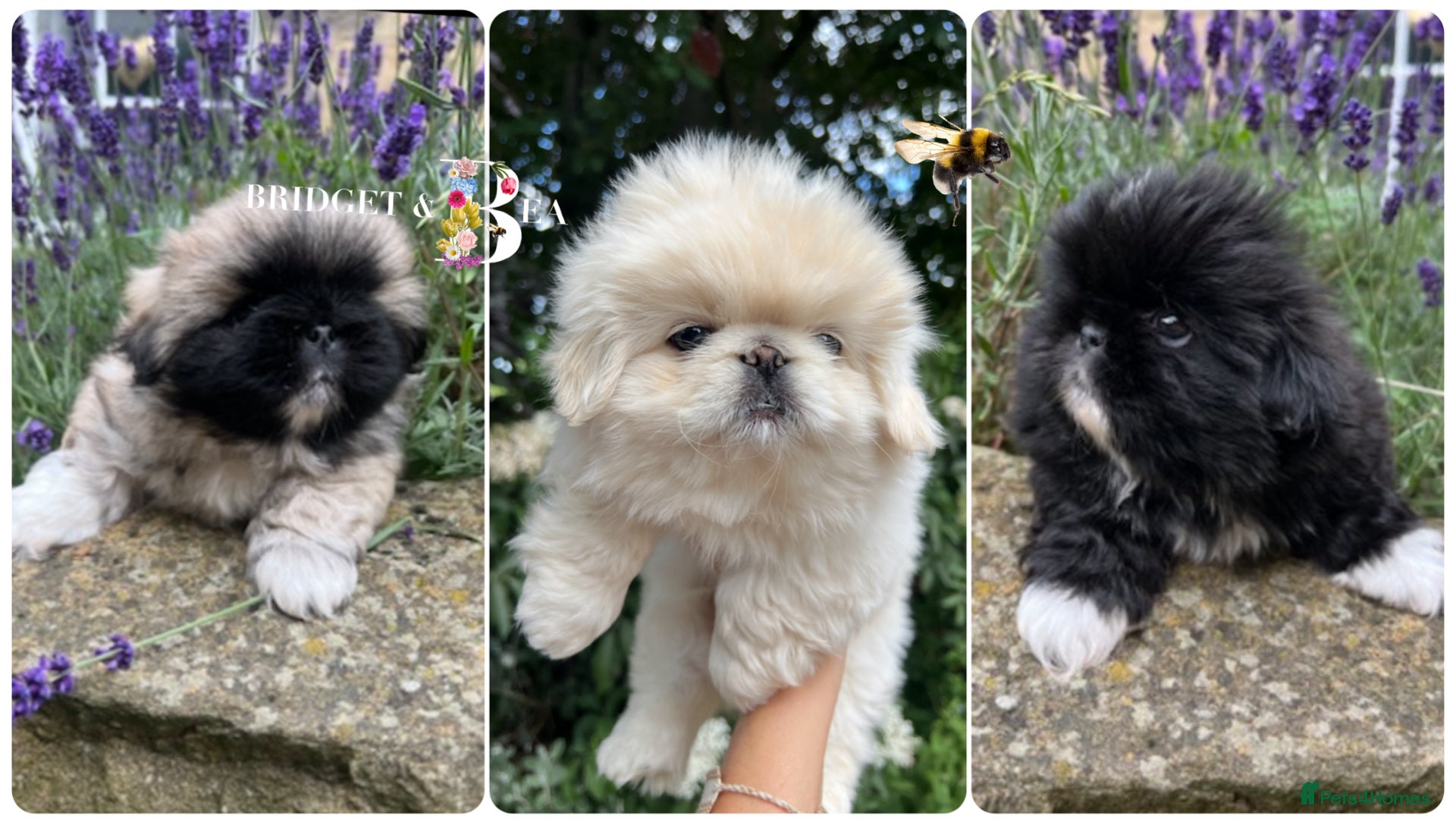 Pekingese dogs 💙ONLY 1 CREAM BOY LEFT💙 - Advert 2