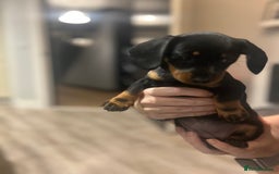 Miniature Dachshund dogs for sale: Little Legs, Big Hearts, Miniature Dachshunds x - Image 19