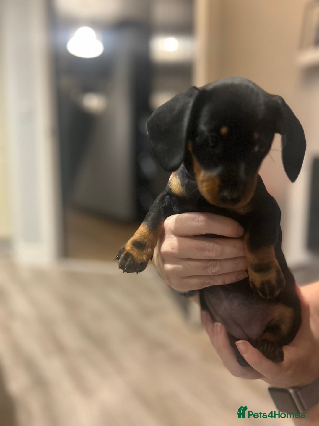 Miniature Dachshund dogs for sale: Little Legs, Big Hearts, Miniature Dachshunds x - Image 19