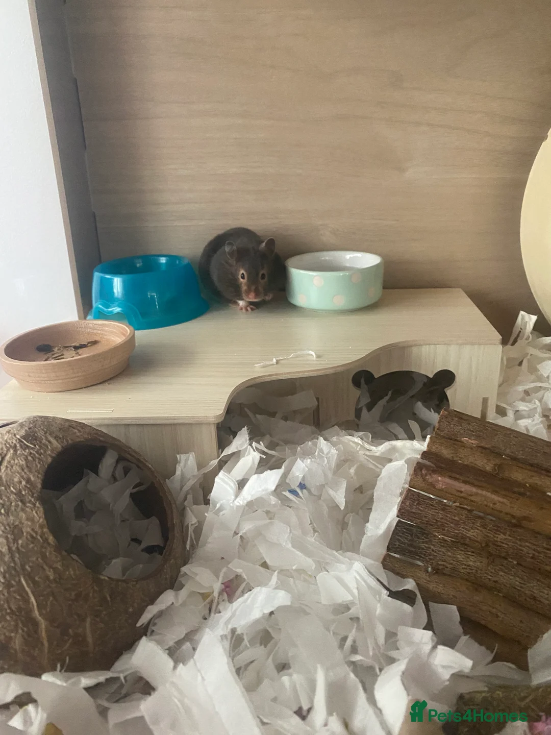 Hamster rodents for sale: Female siriyan hamster  - Advert 7