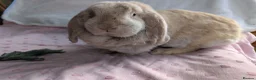French Lop rabbits for sale: Bonded Pair of Female French Lop Rabbits - Advert 4