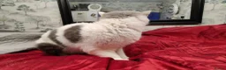 Scottish Fold cats for sale: Scottish fold queen - Advert 10