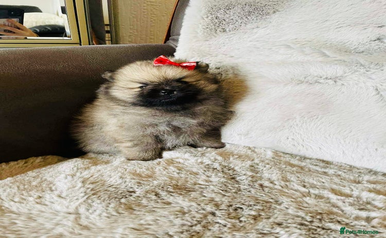 Pomeranian dogs - Advert 2