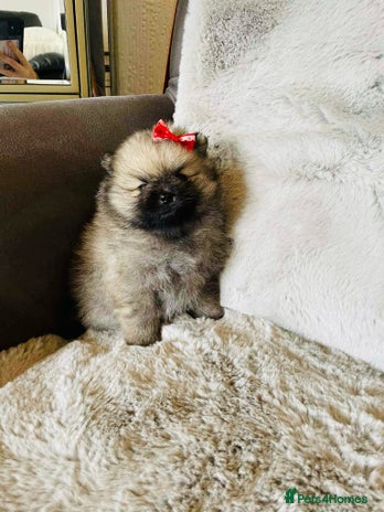 Pomeranian dogs - Advert 2