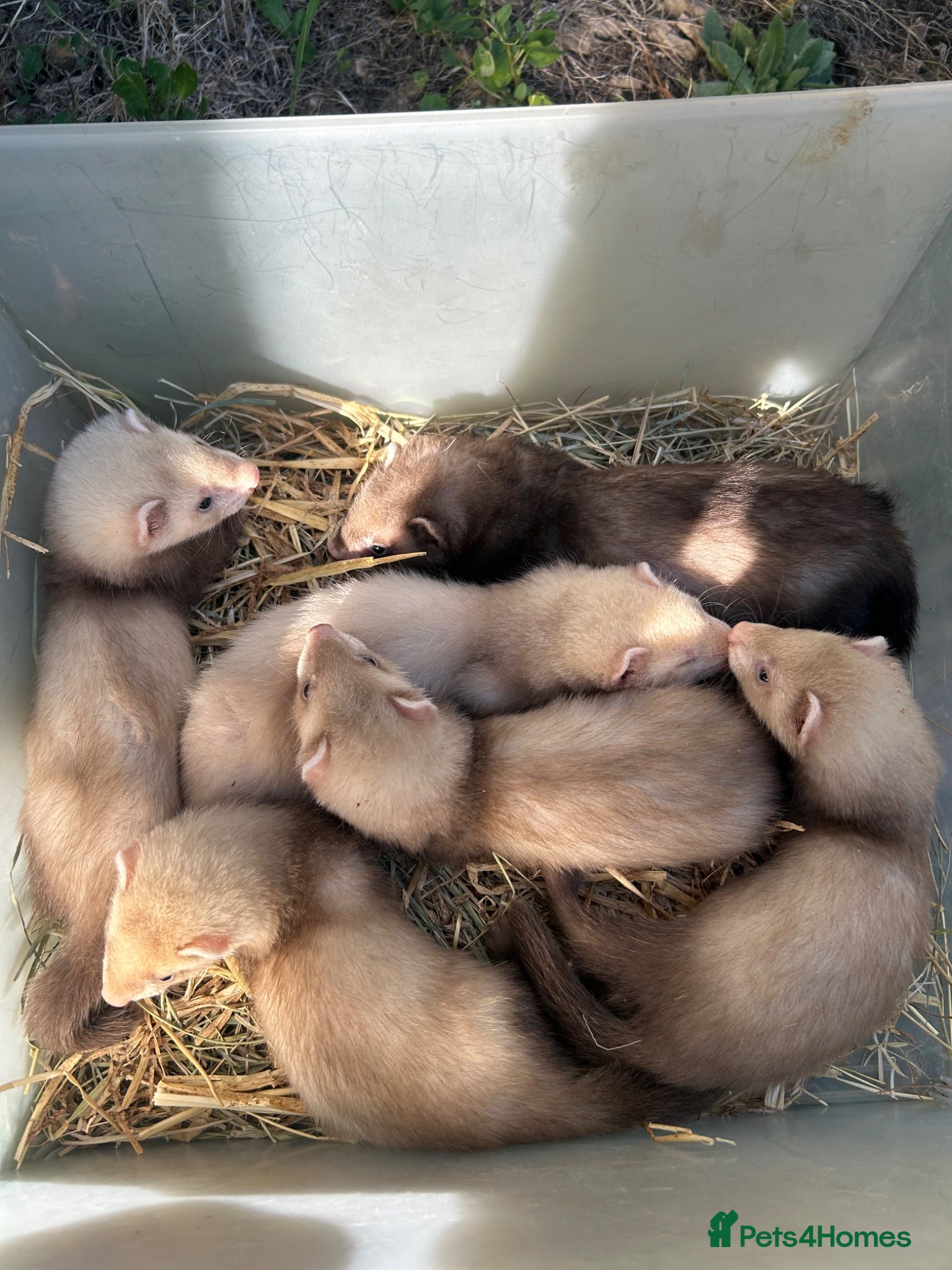 Ferret rodents Ferret kits - Advert 2