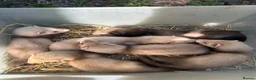 Ferret rodents for sale: Ferret kits - Advert 2