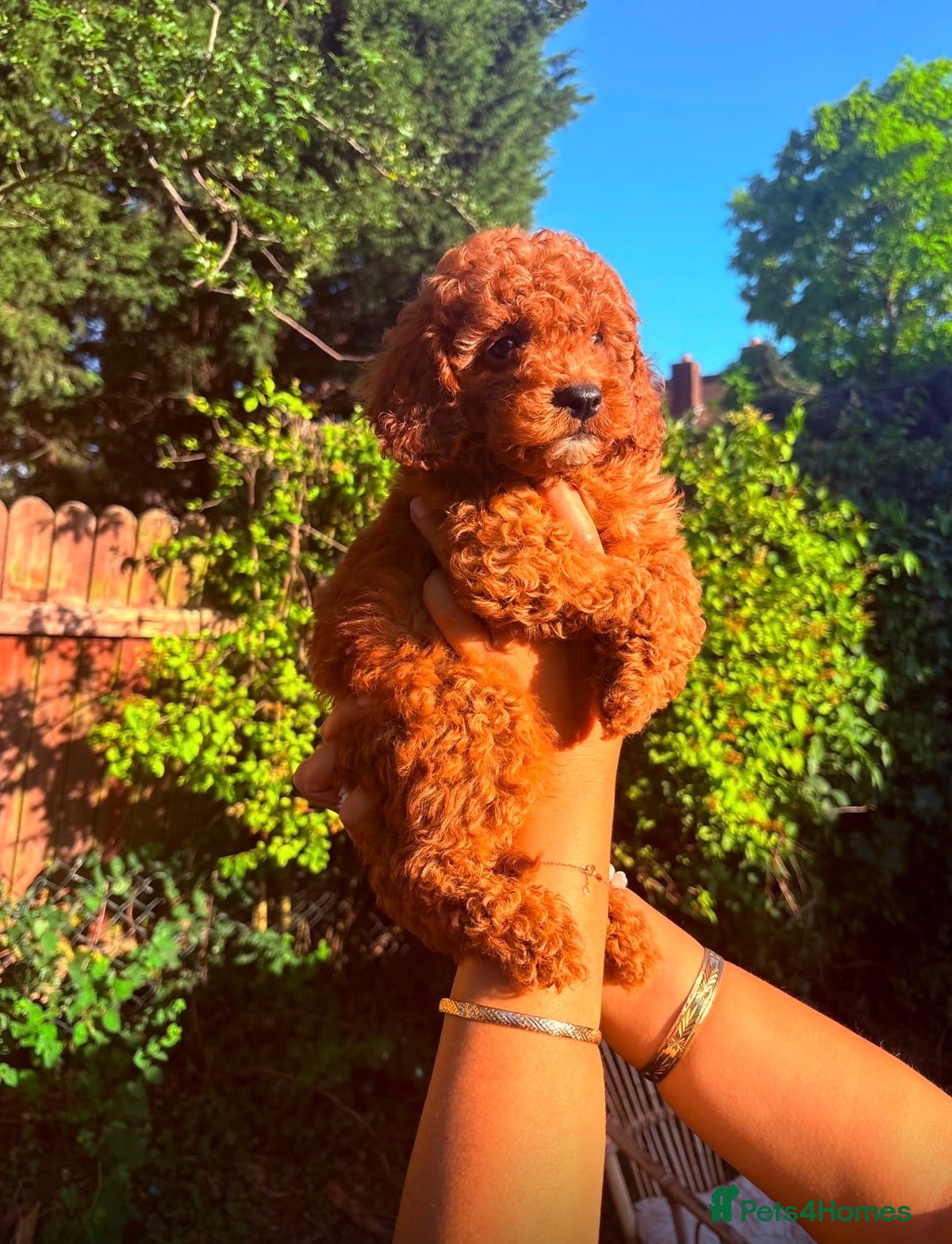 Cavapoo dogs Ready to leave Deep red curly toy Cavapoos 🐾 - Advert 1