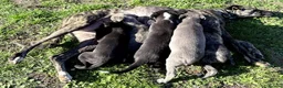 Whippet dogs for sale: Stunning Whippet Puppies for Sale in Dereham - Advert 3