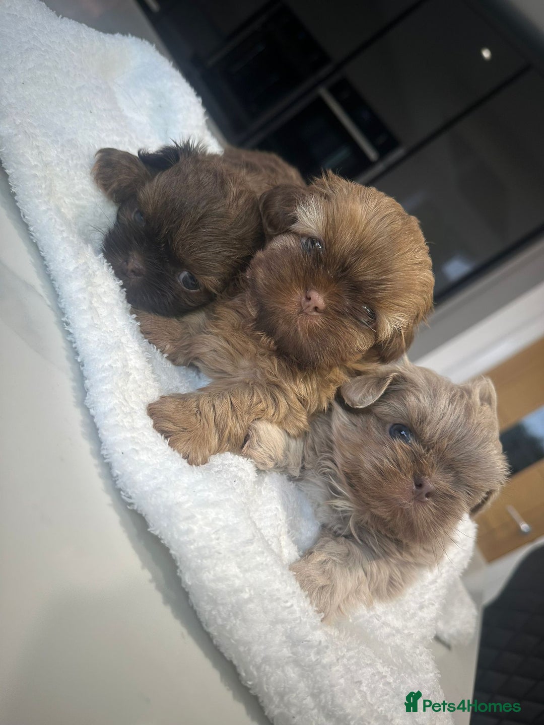 Shih Tzu dogs for sale: 🐶Imperial ShihTzu Puppies–Exceptional Bloodline🐶 - Image 1