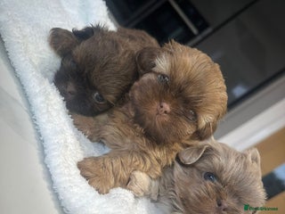 Shih Tzu dogs for sale - Advert 1
