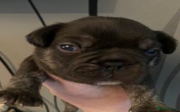 French Bulldog dogs for sale: French bulldogs need loving new homes - Advert 6