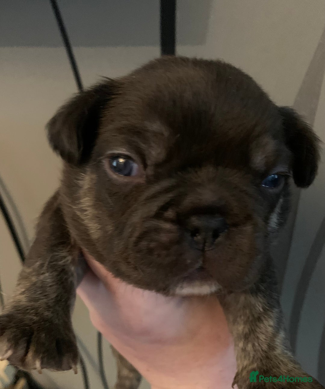 French Bulldog dogs for sale: French bulldogs need loving new homes - Advert 6