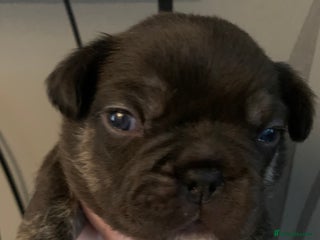French Bulldog dogs Fabulous French bulldogs of excellent quality - Advert 1