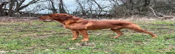 Labrador Retriever dogs for sale: KC Registered Working Labradors  - Advert 35