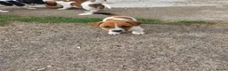 Jack Russell dogs for sale: 5 Gorgeous Juck Russel Puppies for sale  in London - Advert 9