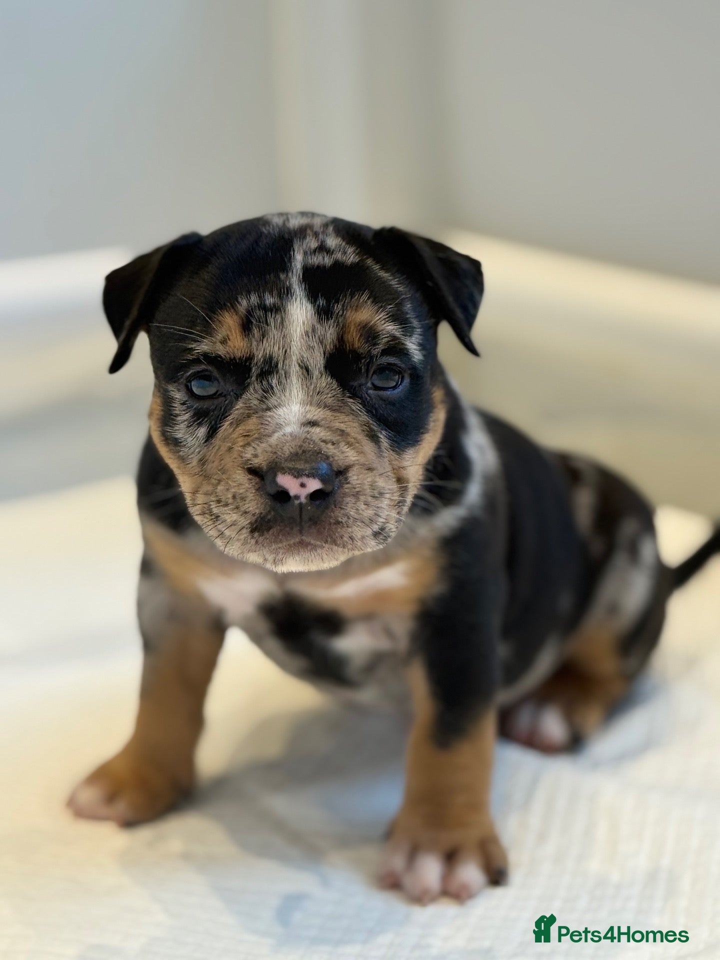 American Bully dogs Quality American Pocket Bully Pups - Advert 1