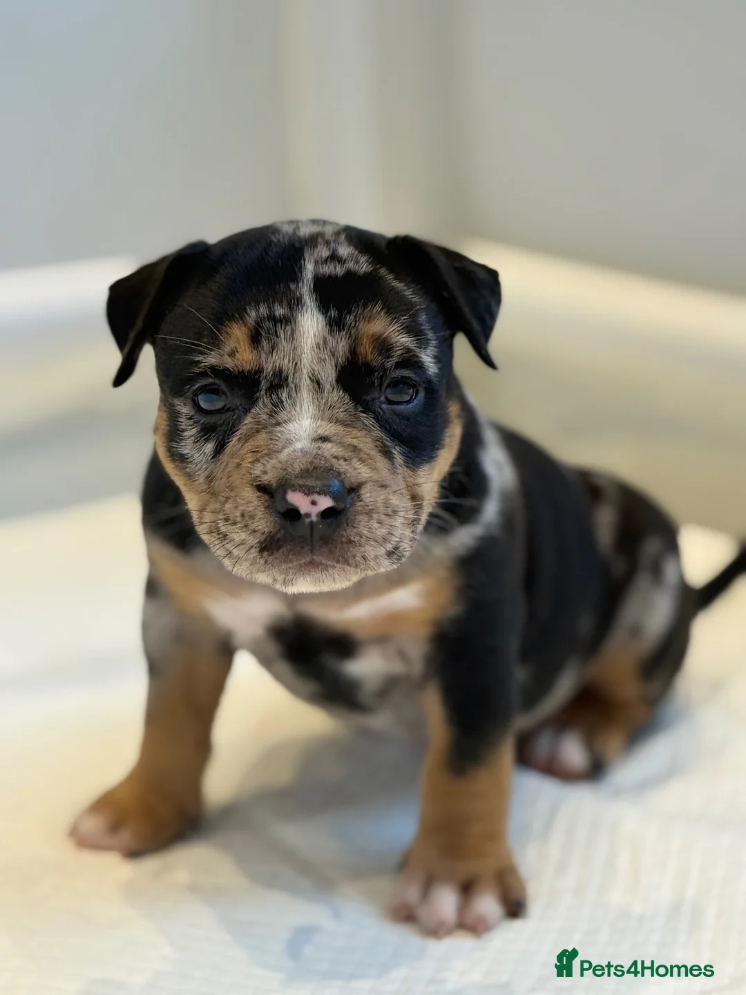 American Bully dogs for sale: Quality American Pocket Bully Pups - Advert 1