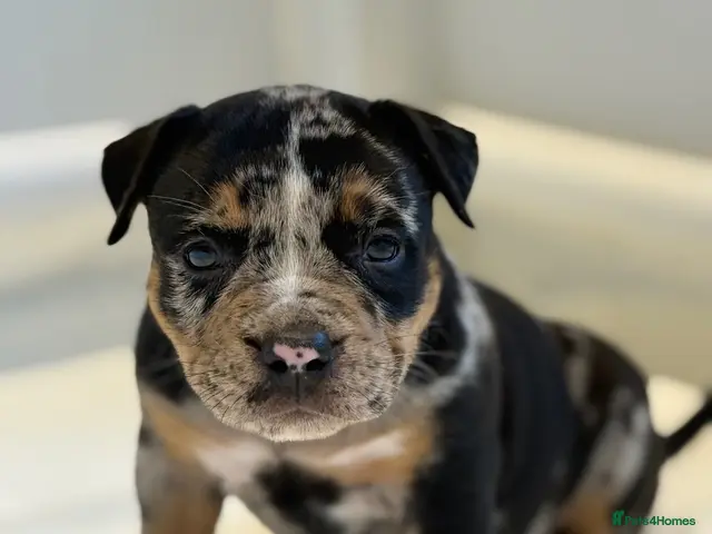 American Bully dogs Quality American Pocket Bully Pups - Advert 1