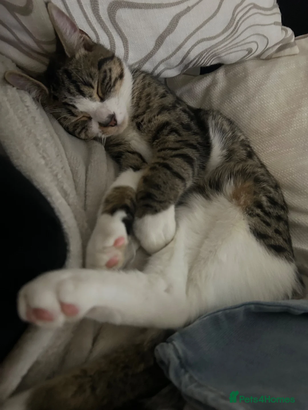 Mixed Breed cats for sale: Lovely friendly kitten  - Advert 2