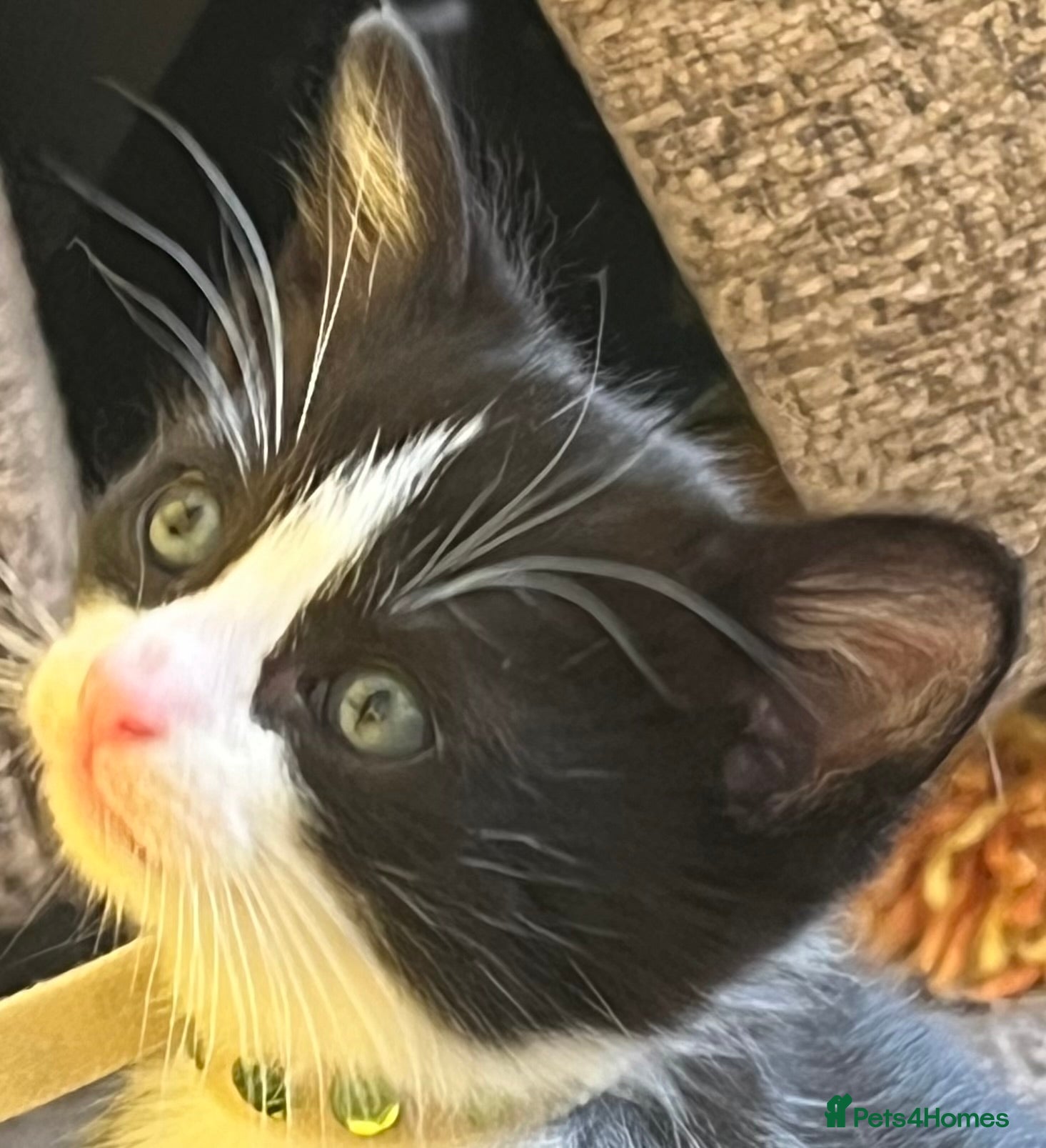 Mixed Breed cats ROMY’S RACY RASCALS ❤️ - Advert 2